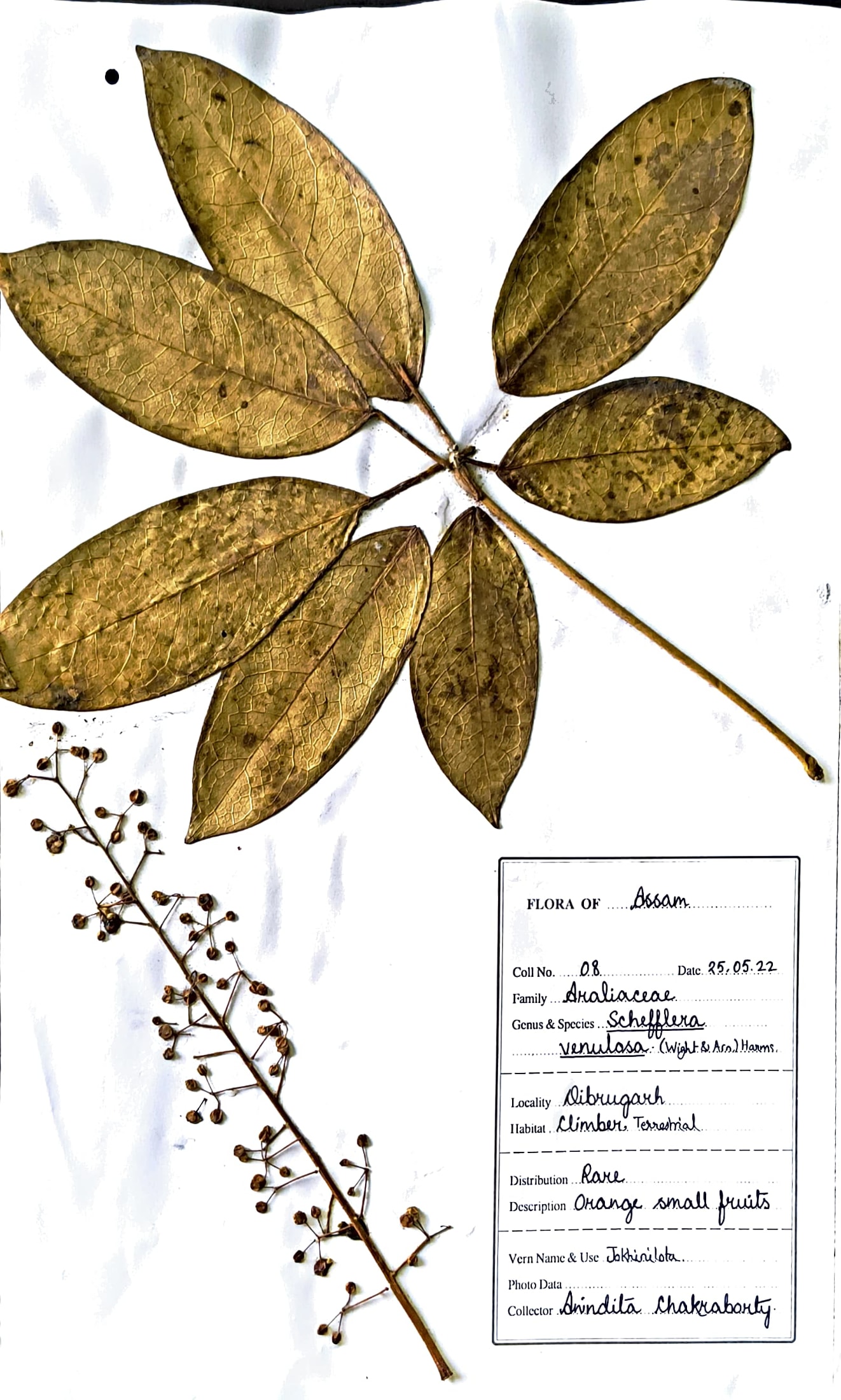 Jokhinilota (Ass.) (Herbarium)